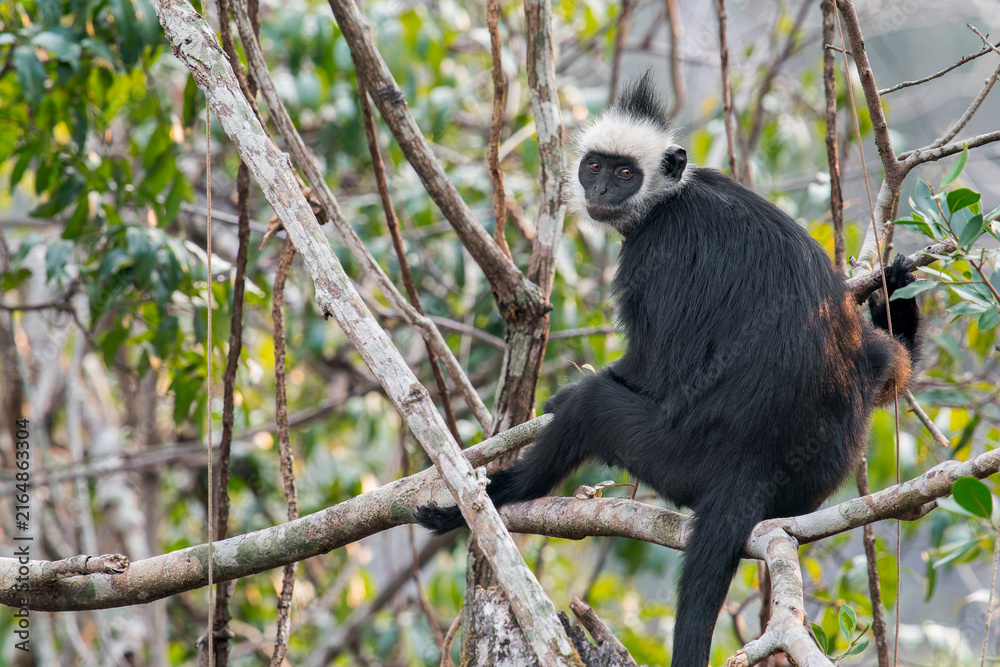 Obraz premium A Laotian Langur - Trachypithecus laotum on a branch in Laos, Asia.