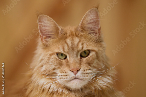Detailed Close Up Portrait of a Majestic Ginger Maine Coon Cat male Indoors