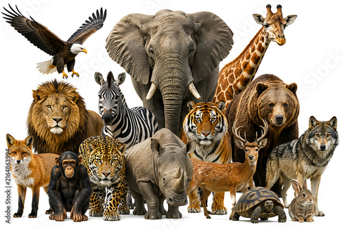 Group of wild safari animals including lion elephant tiger and giraffe isolated on white background
