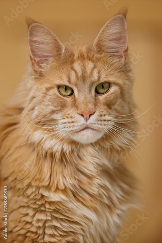 Detailed Close Up Portrait of a Majestic Ginger Maine Coon Cat male Indoors