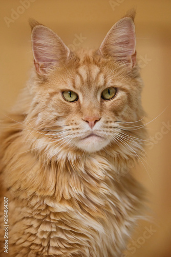 Detailed Close Up Portrait of a Majestic Ginger Maine Coon Cat male Indoors
