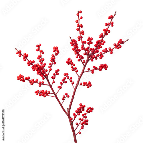 red winterberry branch