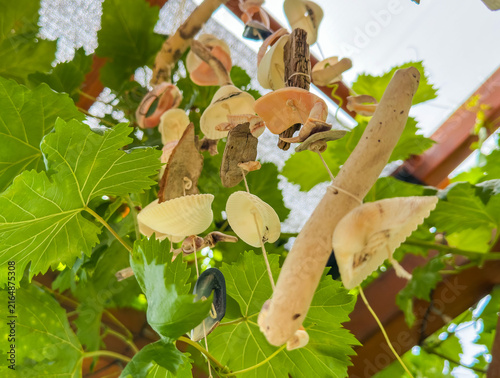 Konstfotografi Seashells tied on strings create a decorative wind chime under grape arbor