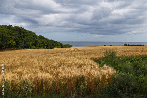 Canvas Print Coastal Agricultural Landscape with Golden Wheat Field and Dramatic Sky