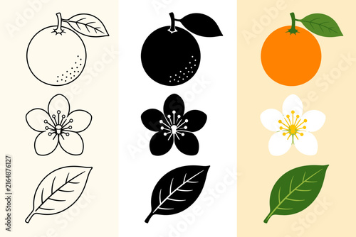 Collection of citrus fruit elements: orange, blossom, and leaf in various styles
