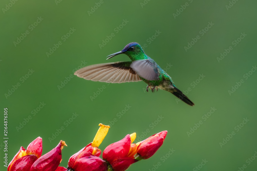 Fototapeta premium Violet-capped woodnymph hummingbird (Thalurania glaucopis) male perched on a flowering stem stretching its wings, Atlantic Forest, Brazil.