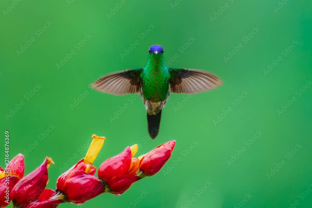 Naklejka premium Violet-capped woodnymph hummingbird (Thalurania glaucopis) male perched on a flowering stem stretching its wings, Atlantic Forest, Brazil.