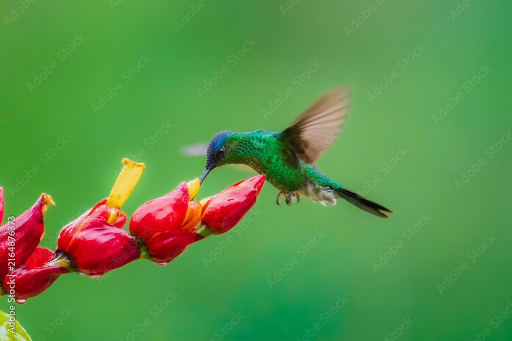 Naklejka premium Violet-capped woodnymph hummingbird (Thalurania glaucopis) male perched on a flowering stem stretching its wings, Atlantic Forest, Brazil.