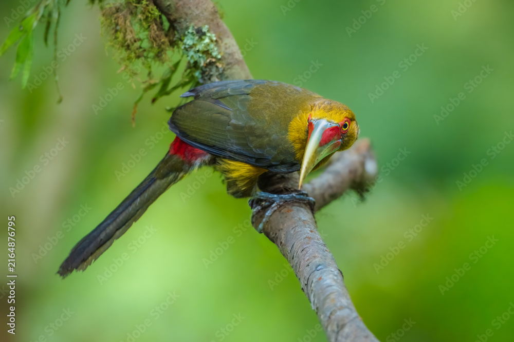 Naklejka premium Saffron toucanet (Pteroglossus bailloni) calling with open beak on a mossy branch in the Atlantic Forest, Brazil.