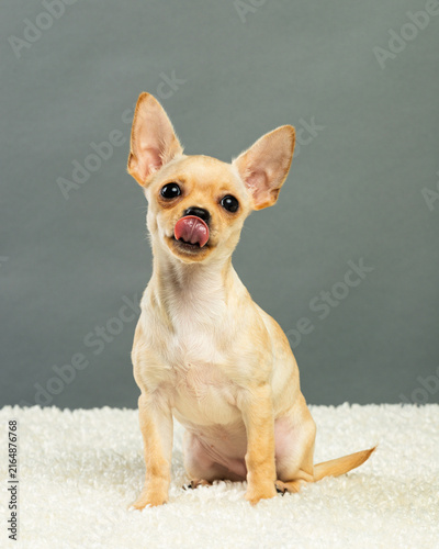 Obraz na plátně Chihuahua Licking Lips with Tongue Out, Funny Expression