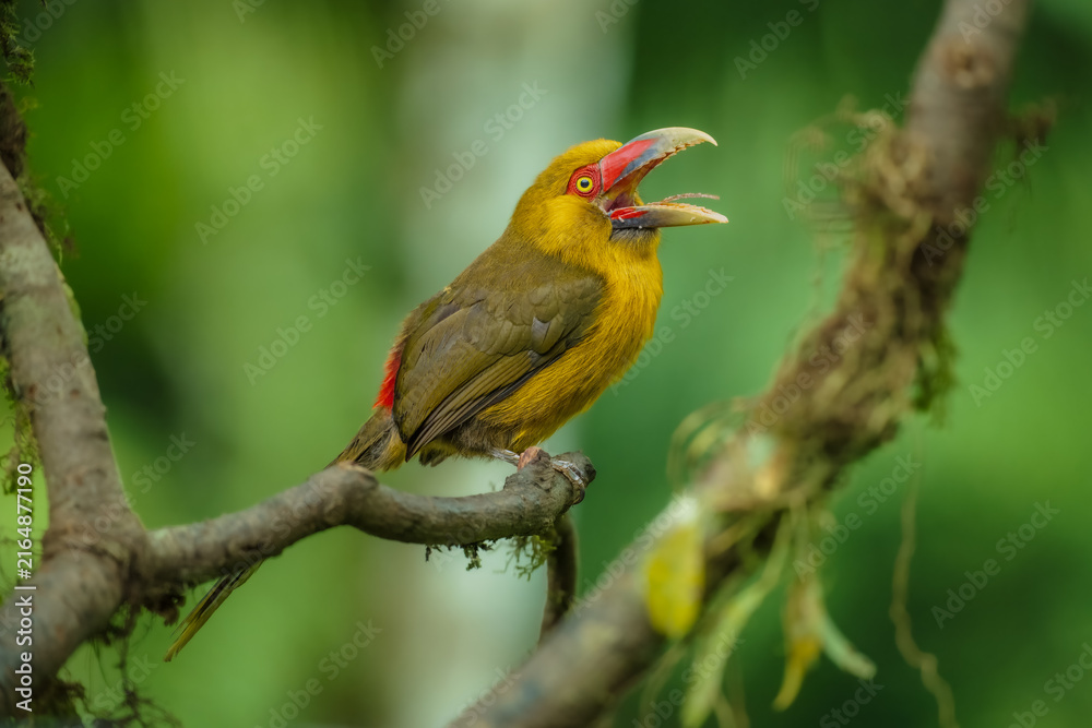 Naklejka premium Saffron toucanet (Pteroglossus bailloni) calling with open beak on a mossy branch in the Atlantic Forest, Brazil.