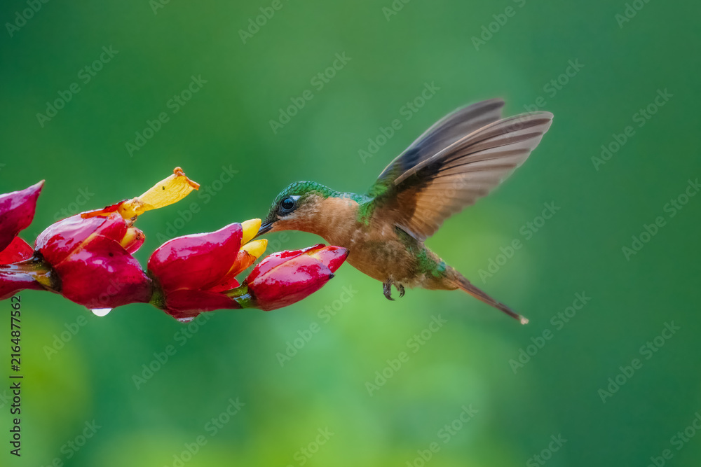 Fototapeta premium A female Brazilian Ruby hummingbird hovers in mid-air with wings spread, feeding on nectar from vibrant red and yellow flowers in the lush Atlantic rainforest of Brazil.
