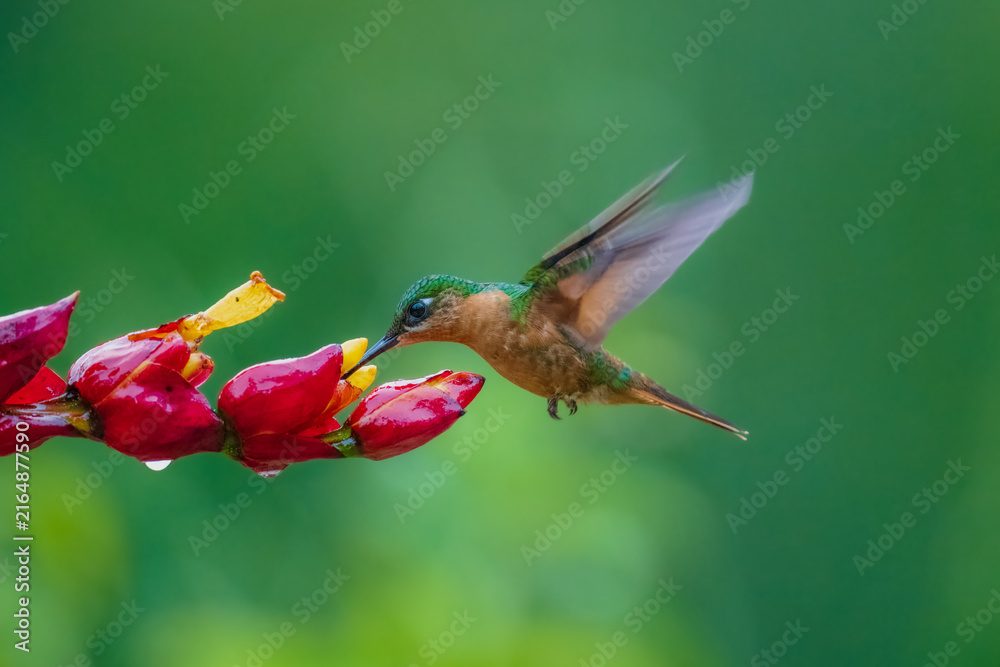 Fototapeta premium A female Brazilian Ruby hummingbird hovers in mid-air with wings spread, feeding on nectar from vibrant red and yellow flowers in the lush Atlantic rainforest of Brazil.