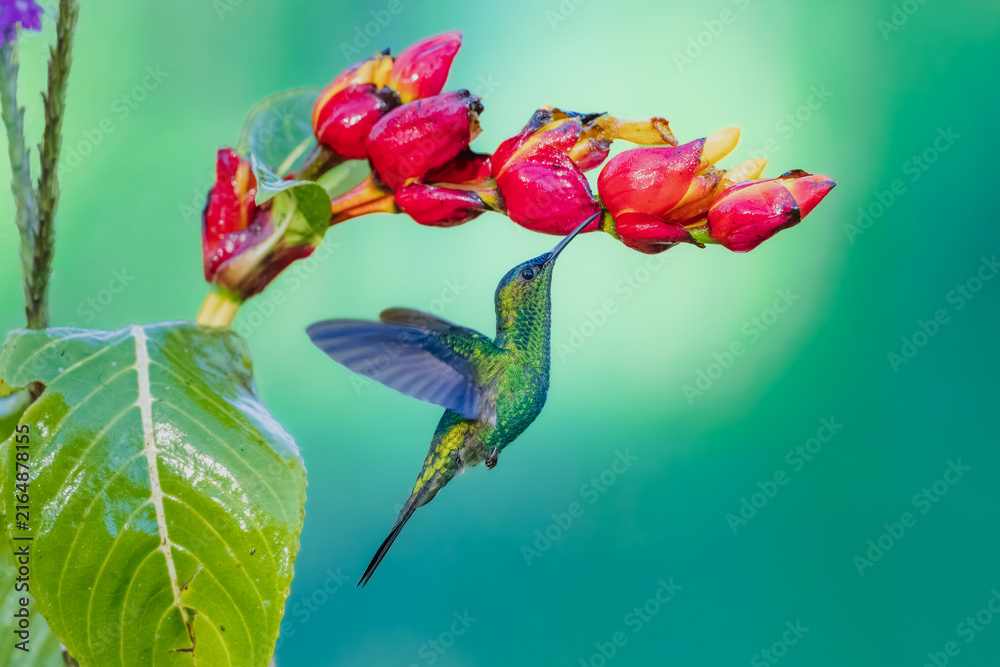 Naklejka premium Violet-capped woodnymph hummingbird (Thalurania glaucopis) male hovering in mid-air and feeding on red flower nectar, Atlantic Forest, Brazil.