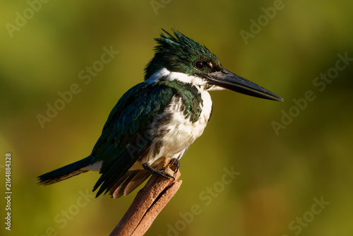 Amazon kingfisher Chloroceryle amazona perched on a stick with iridescent green back and white underside, fish-eating bird of Amazon rivers, South America wildlife, diving headfirst from