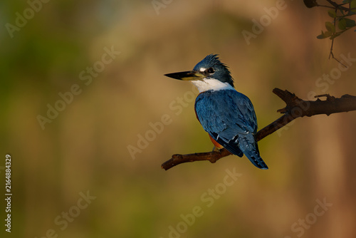 Ringed kingfisher Megaceryle torquata perched in side profile showing shaggy crest and blue-gray back, largest American kingfisher of Amazon rivers, South America wildlife, diving headfirst