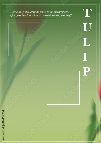 tulip bg