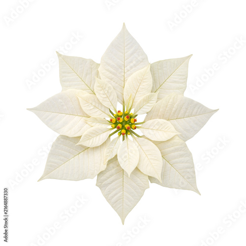 white poinsettia flower