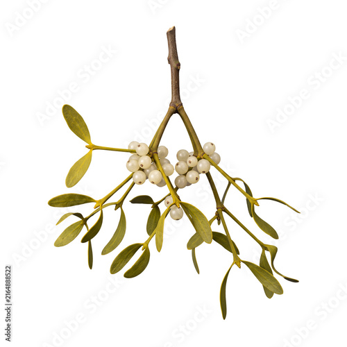 mistletoe sprig
