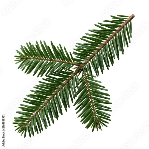 fir branch