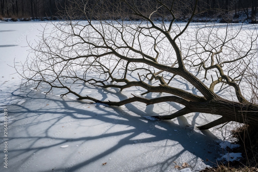 Obraz premium Branches of fallen tree over white frozen pond. Suggested keywords winter, glace, duck pond, ice, lake, nature, landscape, cold, seasonal, sunshine, sunlight, fallen tree, wood, water, freezing,