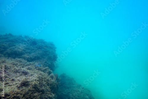 Konstfotografi Sar à tête noire (Diplodus vulgaris) près d’un récif rocheux sous-marin