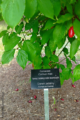 Sign indicates plant type and origin near garden area with green leaves and red fruits
