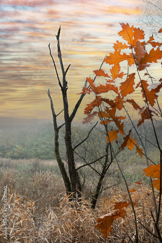 Bare Branches And Autumn Leaves On A Foggy Day With Illuminated Orange Foliage In The Forest
