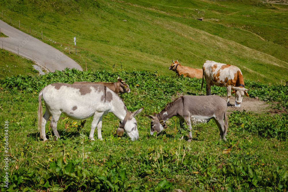 Fototapeta premium Donkeys and Cows Grazing on Alpine Meadow, Oberstdorf Bavaria