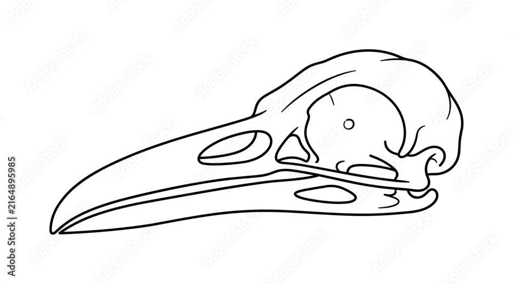 Naklejka premium Detailed line drawing of a bird skull with a long, pointed beak