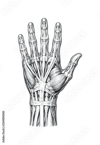 Detailed anatomical illustration of the human hand's musculature and tendons