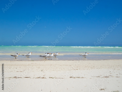 Фотография Royal tern in the white sand, turquoise water, Boca Paila beach, Quintana Roo, M