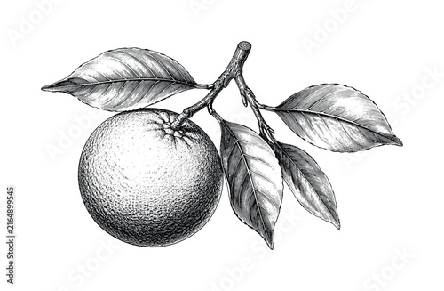 Vintage illustration of a single orange fruit with leaves on a branch