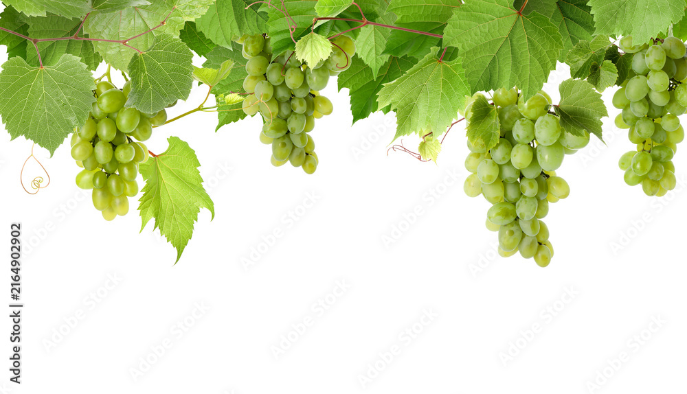 Naklejka premium Grapevine with green leaves and grapes on transparent background