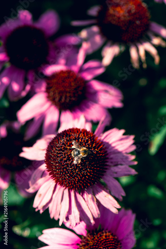 Konstfotografi pink  flower coneflower