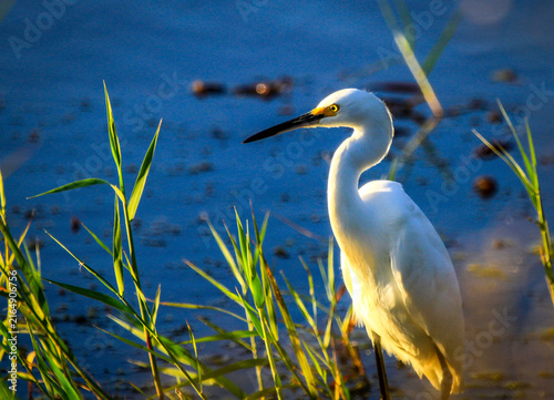 Fotografía white egret morning sun