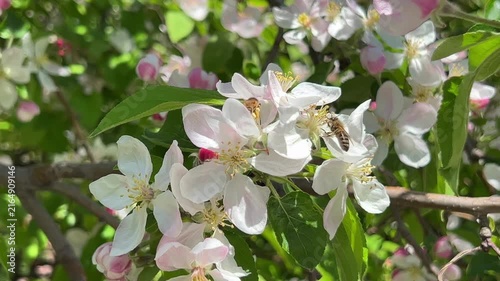 Flowering apple branch with bees under soft natural light creating calm and aesthetic spring scene. High quality 4k footage