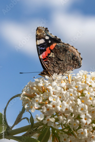 Red Admiral Butterfly (Vanessa atalanta) on 
Buddleja davidii Ivory