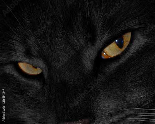 Black Cat with Evil Eyes