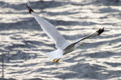 Action shot of a Ring-billed Gull with wings fully spread, gliding low above the shimmering, sunlit surface of Child's Lake in Duck Mountain Provincial Park, Manitoba.   