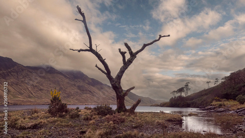 Fotografie Lonely dead tree stands by roadside near lake