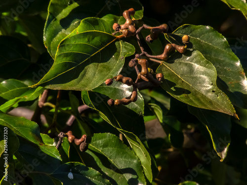 Canvas Print A detailed view of the Hovenia dulcis, commonly known as the Japanese Raisin Tree, showcasing its unique swollen peduncles against a backdrop of vibrant green leaves and a bright blue sky