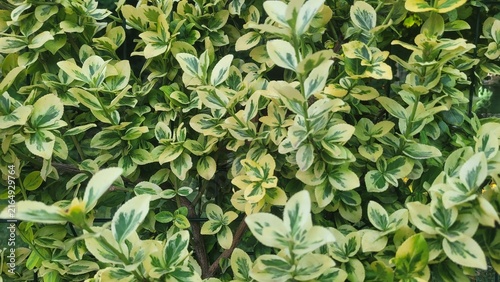 Fotografie Variegated euonymus shrub growing in garden