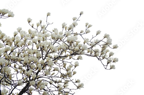 white elegant magnolia flowers isolate on transparent background.