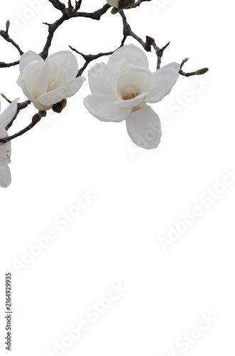 white elegant magnolia flowers isolate on transparent background.