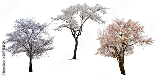 Set of cherry blossom tree isolate on transparent  background. Sakura tree