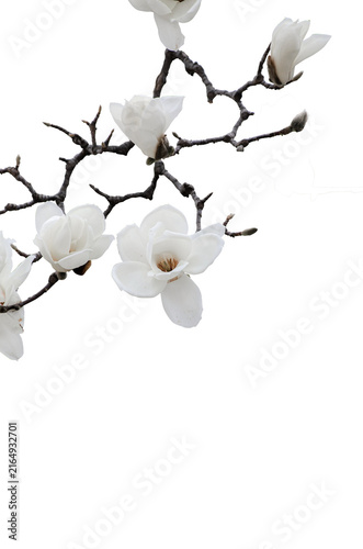 white elegant magnolia flowers isolate on transparent background.