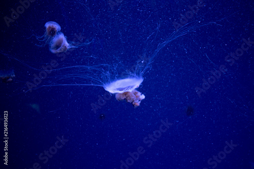 Jellyfish underwater in an aquarium