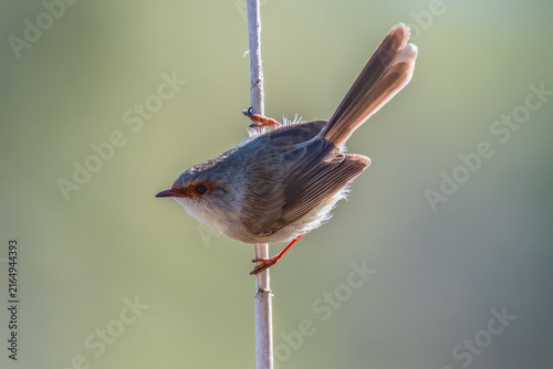 Birdlife at the Wetlands - Female Superb Fairywren