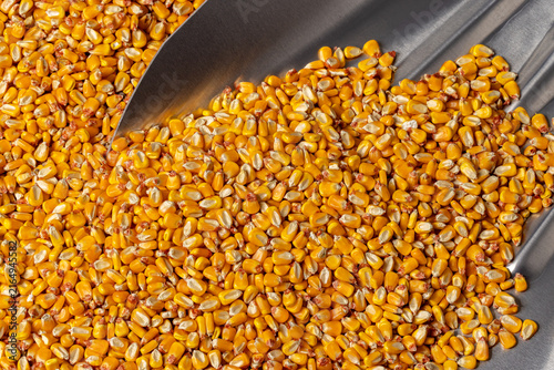 Bild auf Leinwand Shelled corn kernels in a bushel shovel